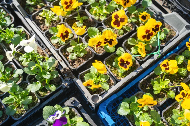 When to sow winter flowering pansy seeds - GUIDE TO GROWING PANSIES